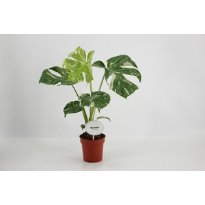 Monstera Thai Constellation