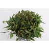 EUC ROBUSTA URNIGERA 500GR