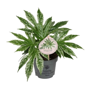 FATSIA JAPONICA p12 Spider Web