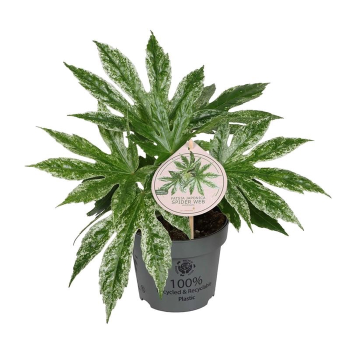 <h4>FATSIA JAPONICA p12 Spider Web</h4>