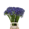 Agap Swedish Blue