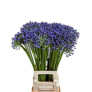 Agap Swedish Blue
