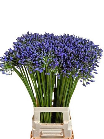 <h4>Agap Swedish Blue</h4>