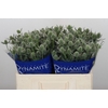 Eryngium Silver Dynamite