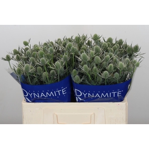 Eryngium Silver Dynamite