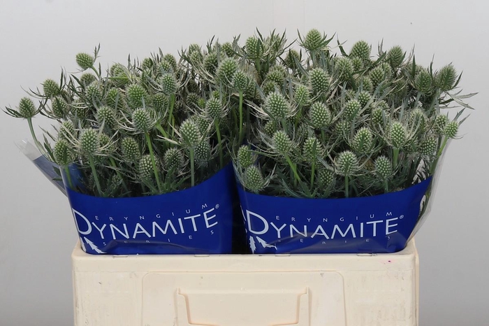 Eryngium Silver Dynamite