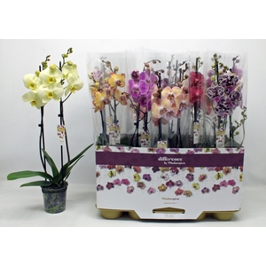 PHAL GEM