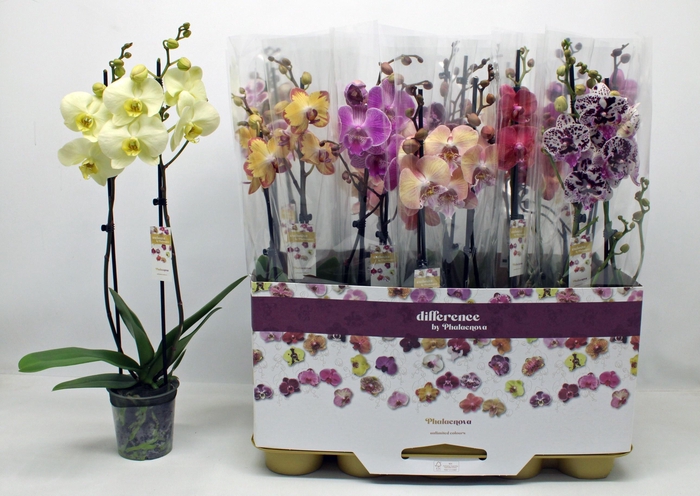 <h4>PHAL GEM</h4>