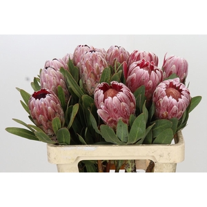 Protea Carnival