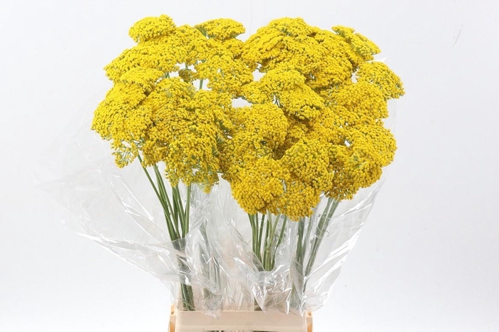 <h4>ACHIL F PARK VARIETY</h4>