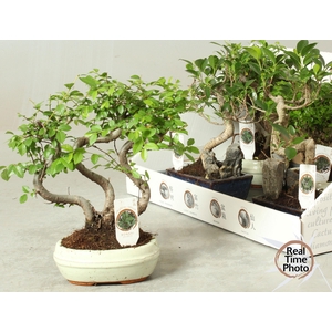 BONSAI GEM
