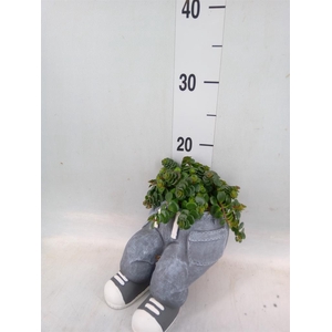 Arr.   Kamerplant Groen L%