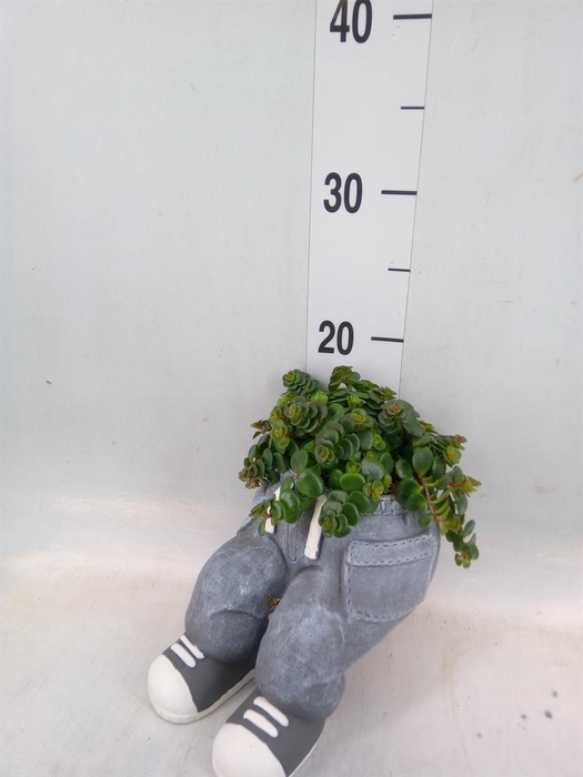 <h4>Arr. Kamerplant Groen L%</h4>