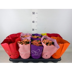 Kalanchoe blos. 'Perfecta'  ..mix 5