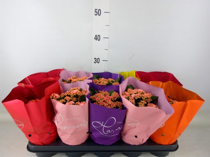 <h4>Kalanchoe blos. 'Perfecta'  ..mix 5</h4>