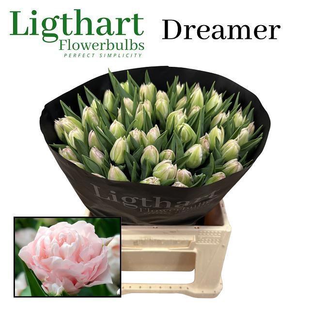 <h4>TU DU DREAMER</h4>