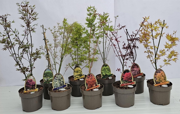 <h4>Acer palmatum</h4>