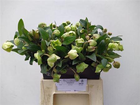 <h4>Hell Magnific Bells</h4>