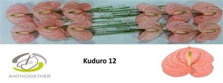 <h4>Anth A Kuduro</h4>