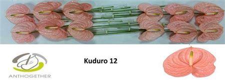 <h4>Anth A Kuduro</h4>