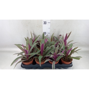 Tradescantia   ...