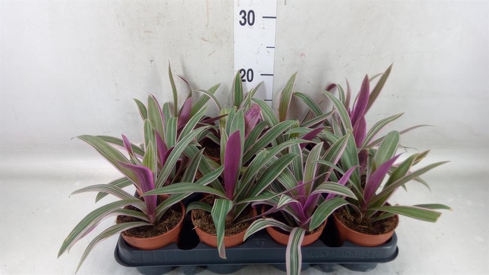 <h4>Tradescantia ...</h4>