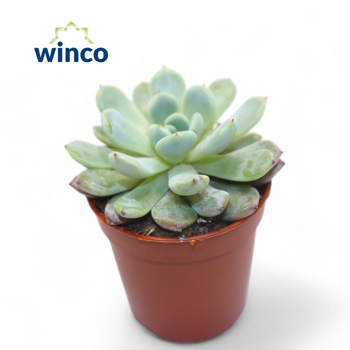 <h4>Echeveria Baena</h4>