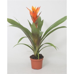 Guzmania Variada