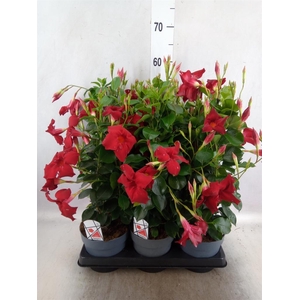 Mandevilla am. 'Diaman Topaze Ver'