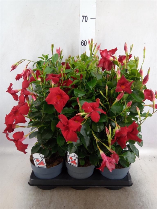 <h4>Mandevilla am. 'Diaman Topaze Ver'</h4>