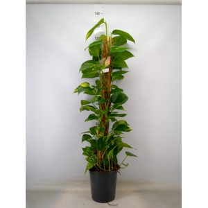 Epipremnum pinn.   ...moss stick