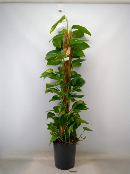 <h4>Epipremnum pinn. ...moss stick</h4>