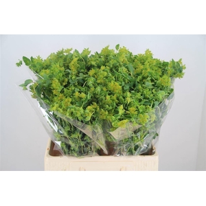 Bupleurum Rotundifol