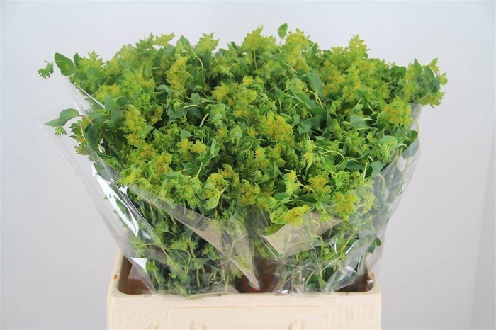 <h4>Bupleurum Rotundifol</h4>