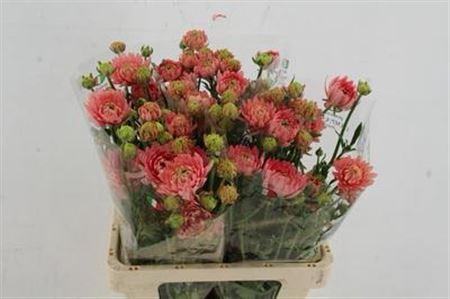 <h4>Ran Moderna Riviera</h4>