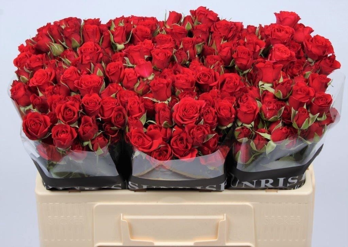 <h4>Rosa spray mirabel</h4>