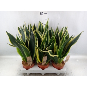 Sansevieria trifa. 'Futura Superba'