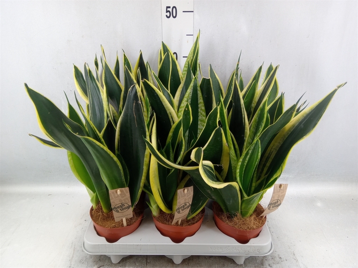 <h4>Sansevieria trifa. 'Futura Superba'</h4>