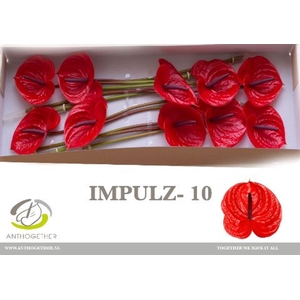 Anth. andr. 'Impulz' x10