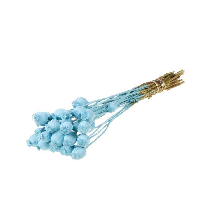 <h4>Papaver Blue Misty</h4>