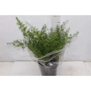 ASPARGO ALFINETE P17