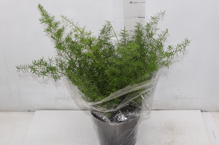 <h4>ASPARGO ALFINETE P17</h4>