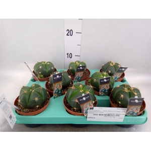 Gymnocalycium horstii