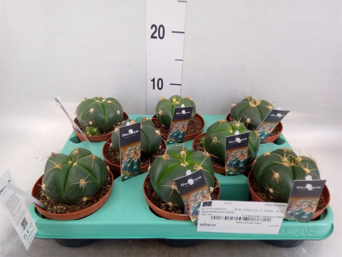<h4>Gymnocalycium horstii</h4>