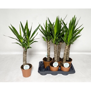 YUCCA