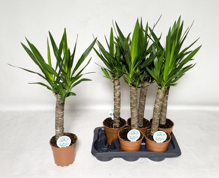 <h4>YUCCA</h4>