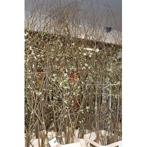 Chaenomeles Superba White 180 200cm P Stem X10