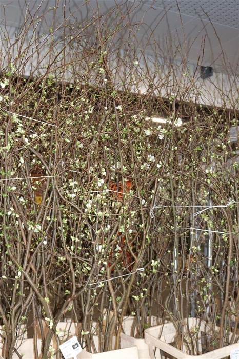 <h4>Chaenomeles Superba White</h4>