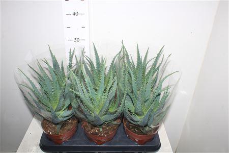<h4>Aloe Arborescens</h4>