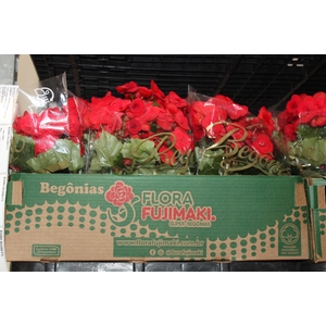 BEGONIA BORIAS P15